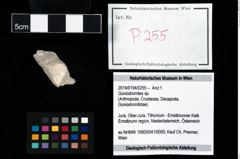 Foto (Objekt + Etikett) von Goniodromites sp.  (NHMW-GEO-2014-0194-0255)